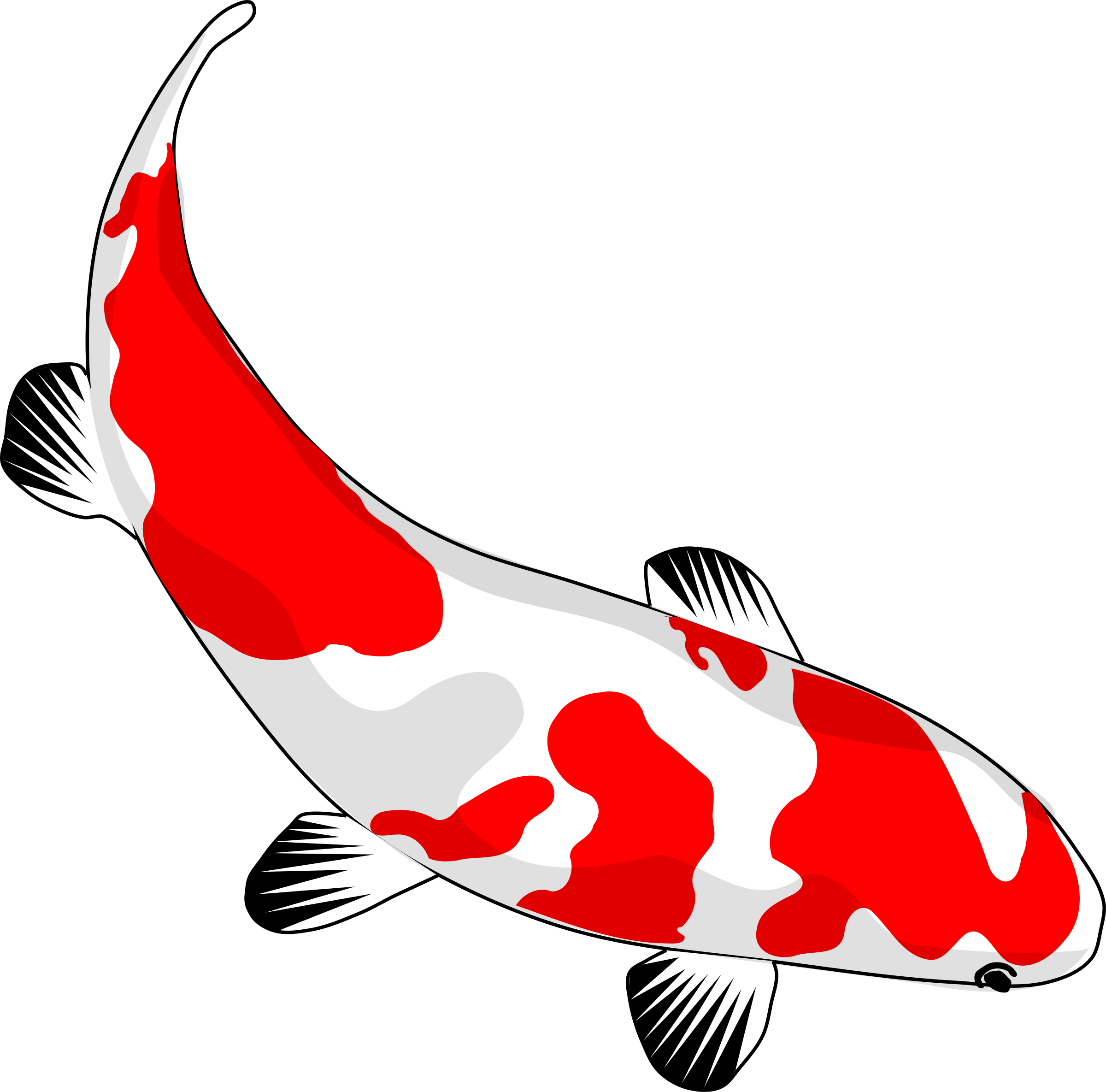 A Red And White Fish