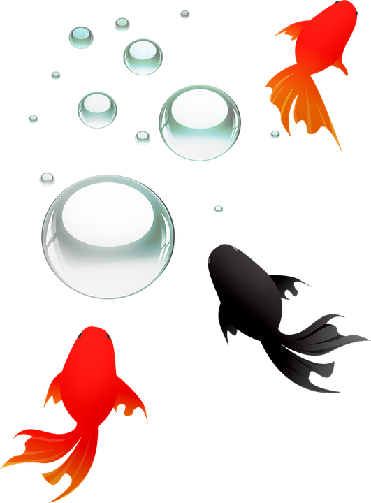 A Group Of Fish And Bubbles