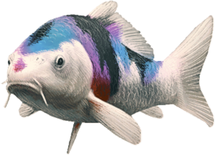 A White Fish With Blue And Purple Stripes