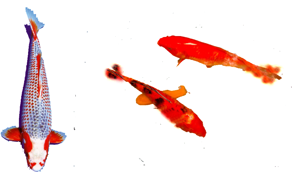 A Group Of Fish Swimming In Water