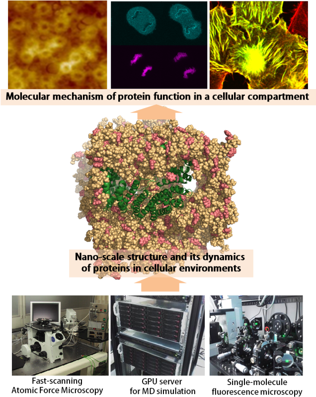 A Collage Of Images Of Different Types Of Cells