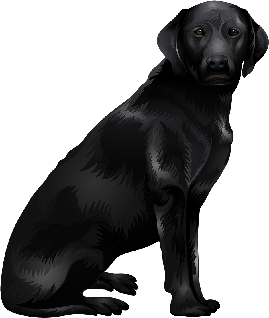 A Black Dog Sitting On A Black Background