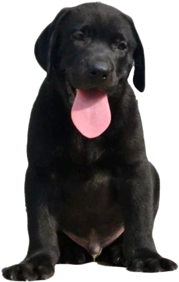 A Black Dog With Its Tongue Out