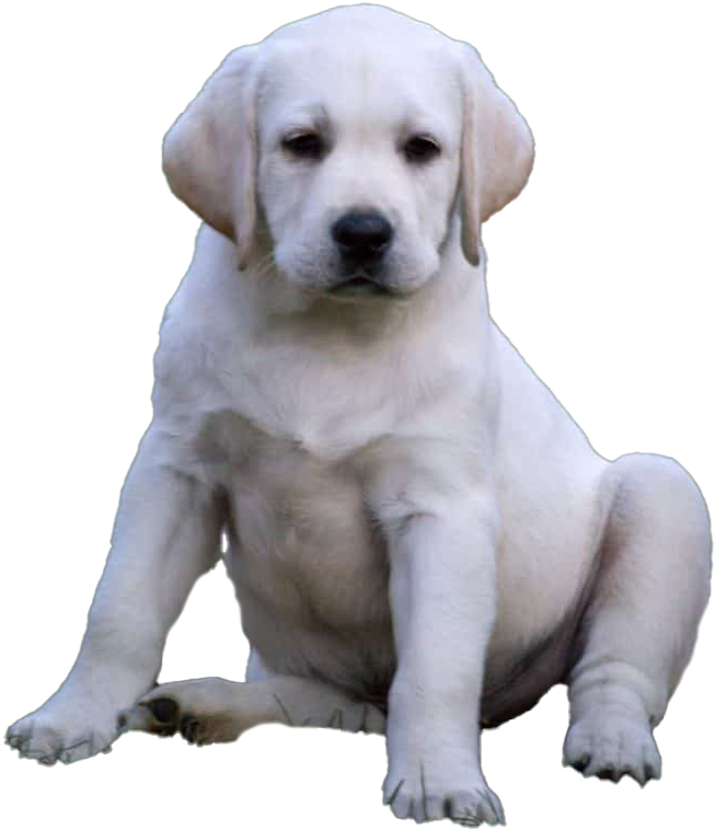 A White Dog Sitting On The Ground