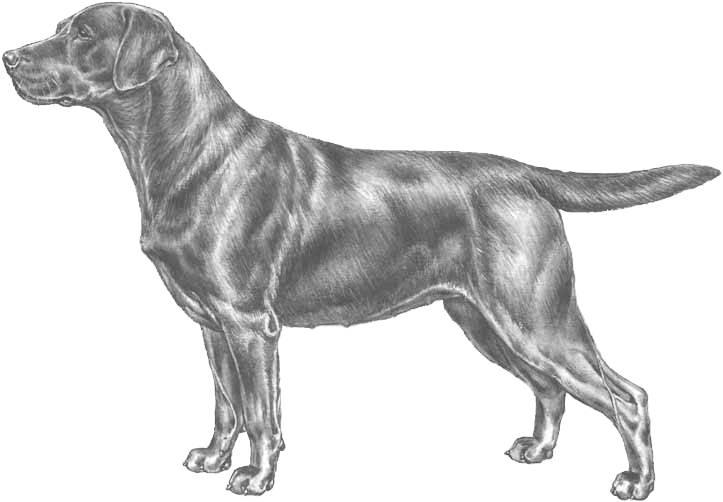 A Drawing Of A Dog