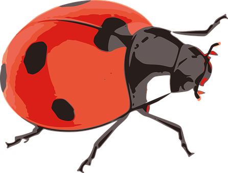 Awesome Ladybug Facing The Right