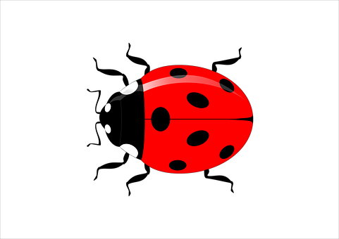 Ladybug Png 481 X 340