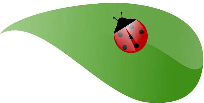 A Ladybug On A Green Leaf