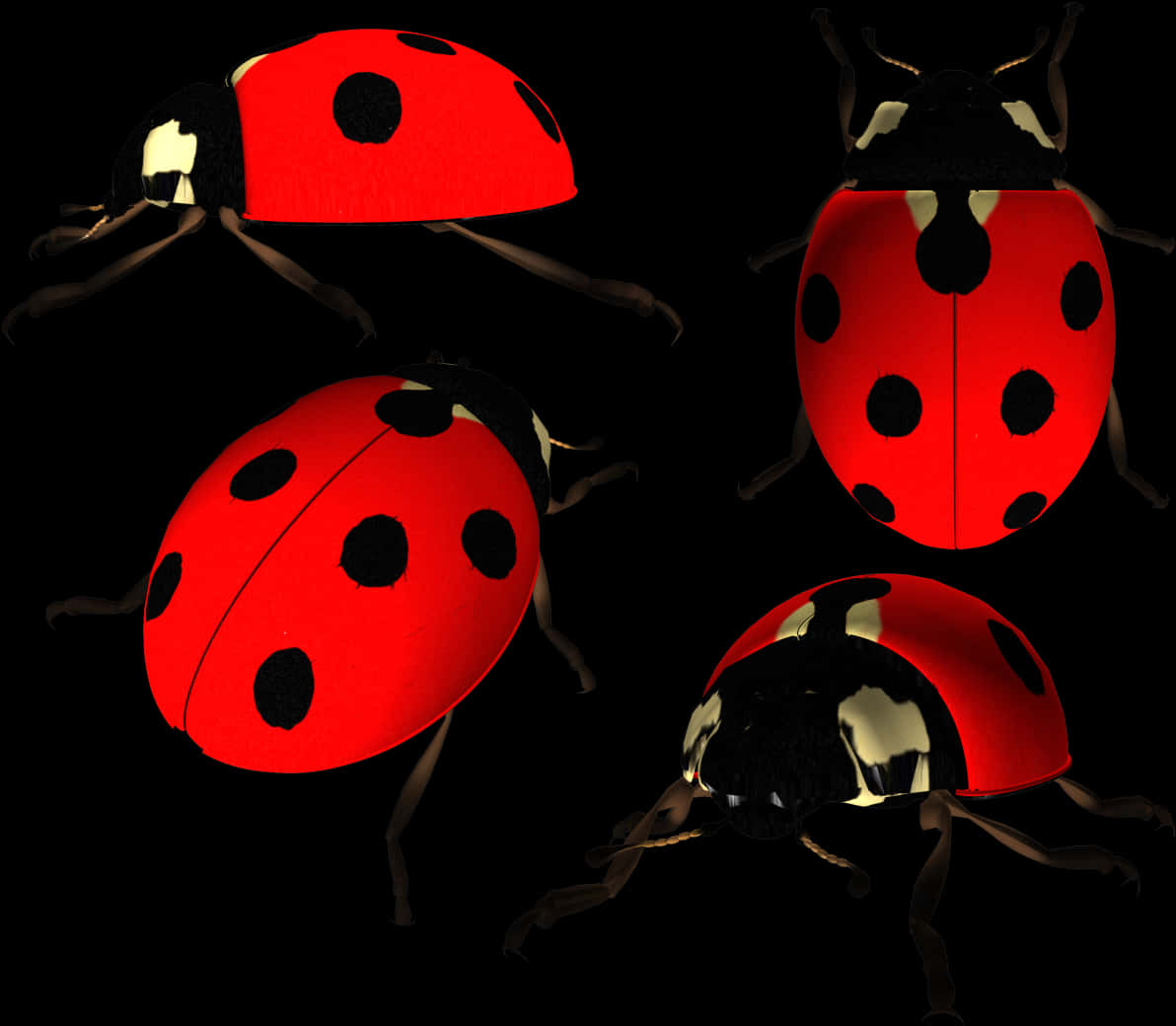 Four Ladybug Models In Different Positions