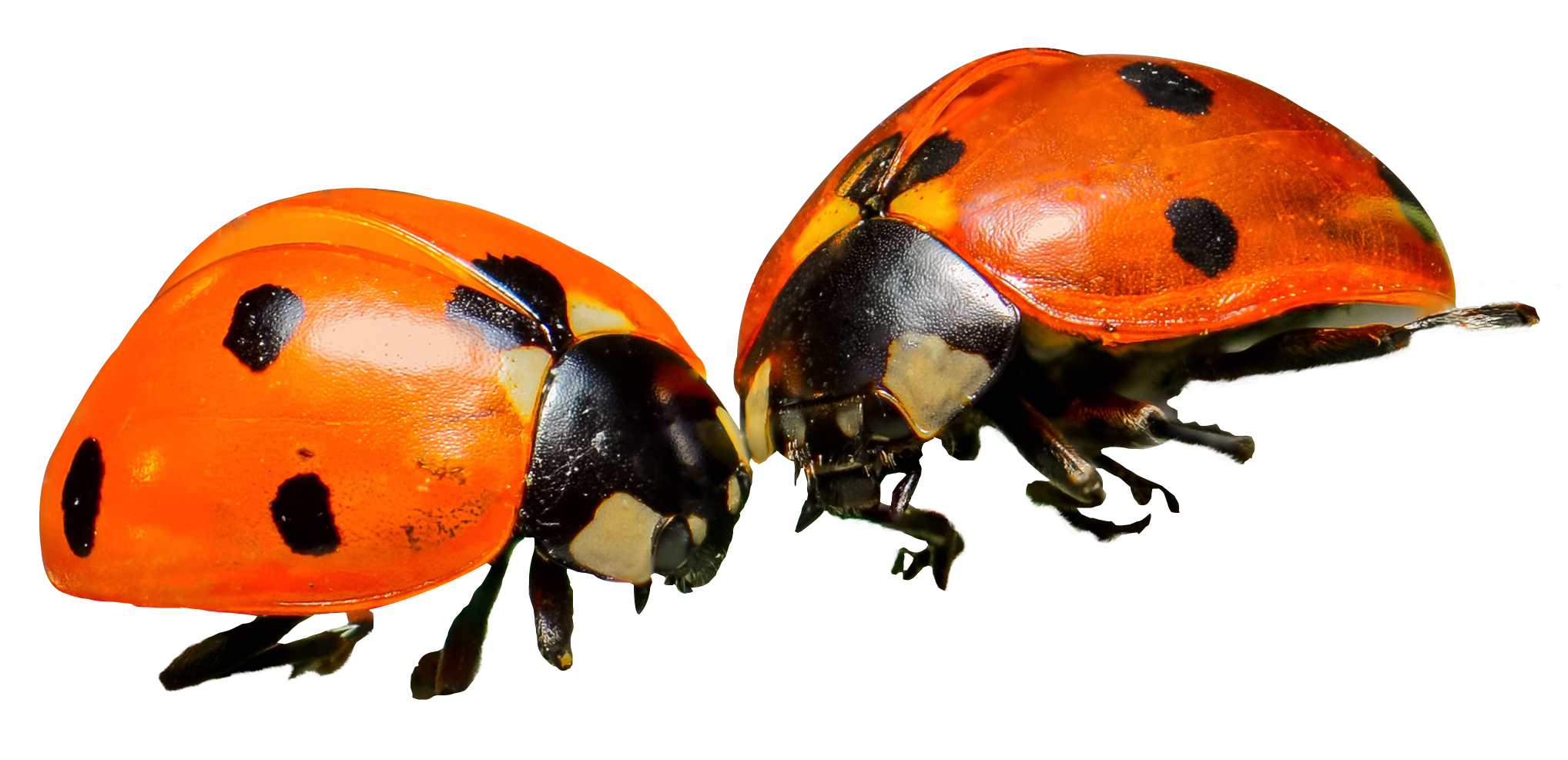 Ladybug Png 2036 X 987
