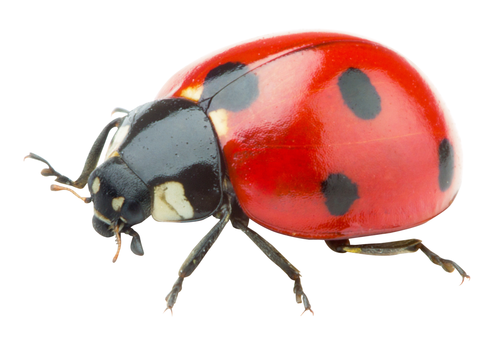 Ladybug Png 1700 X 1168
