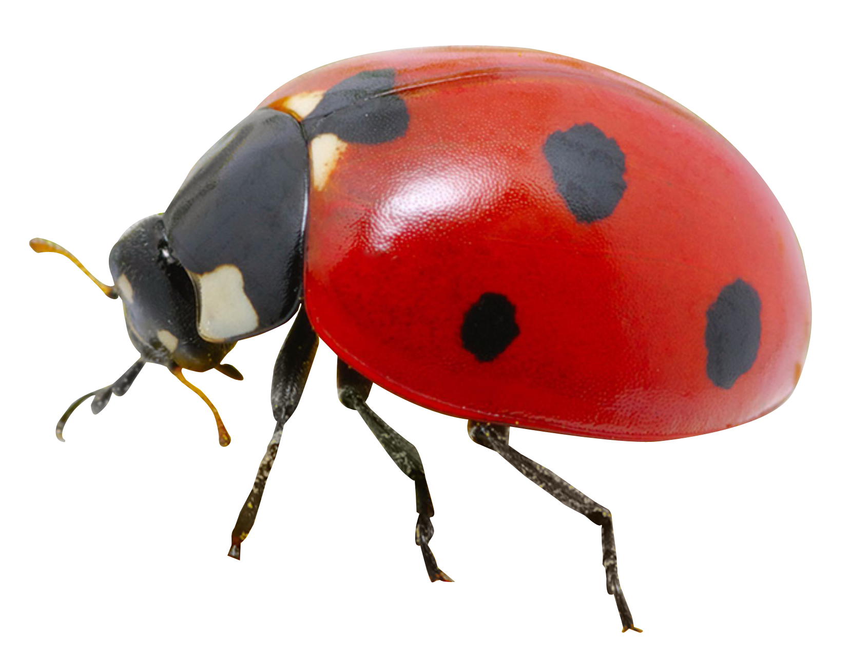 Ladybug Png 1656 X 1284