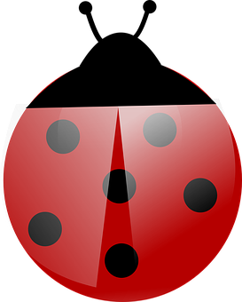 A Red And Black Ladybug