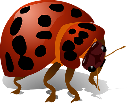 Ladybug Png 415 X 340