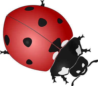 A Ladybug On A Black Background
