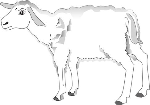 A White Sheep With A Black Background
