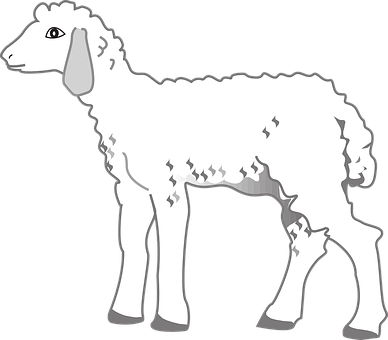 A White Sheep With Black Background