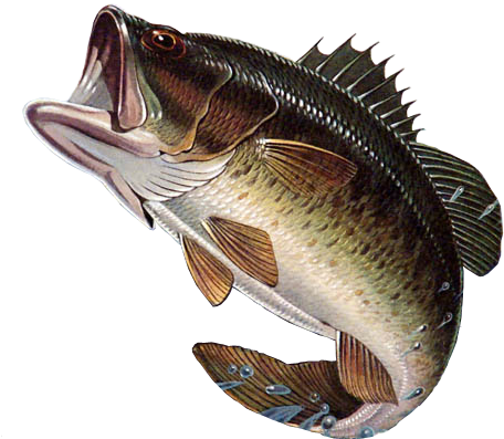 Largemouth Bass Png, Transparent Png
