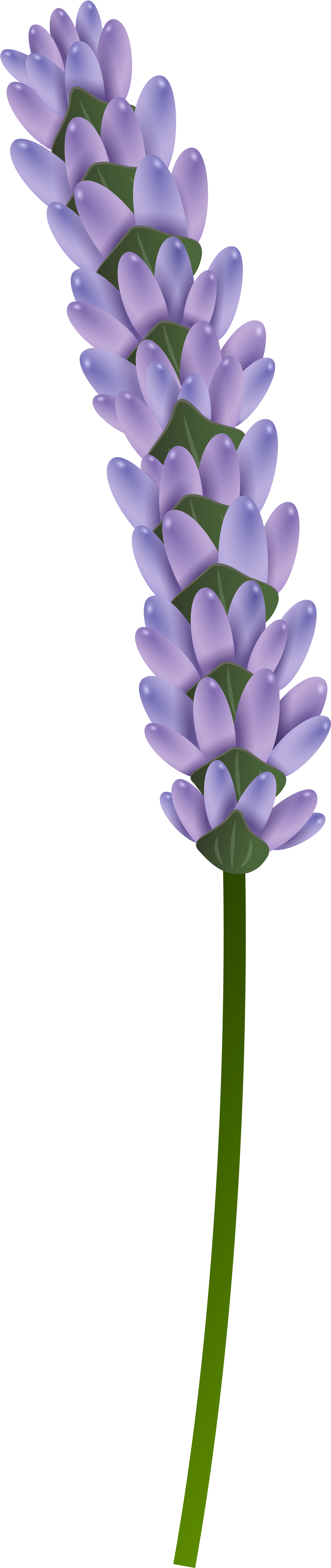 A Purple Flower With Green Leaves