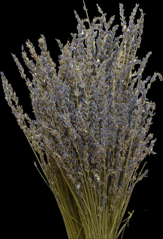 Lavender Flower Png - Flower, Transparent Png