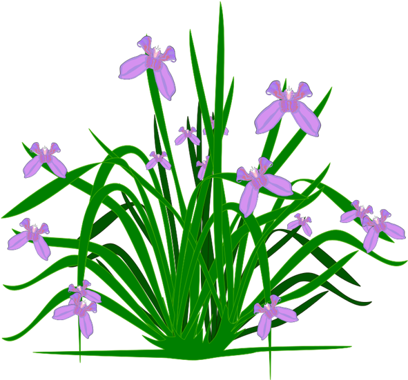 A Plant With Purple Flowers