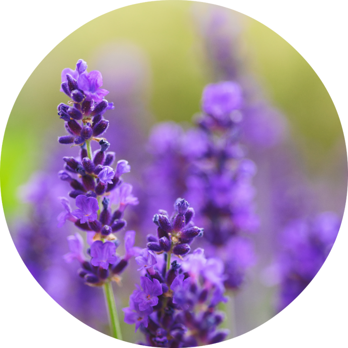 Close Up Of Purple Flowers