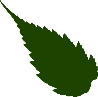 Leaf Png 342 X 340