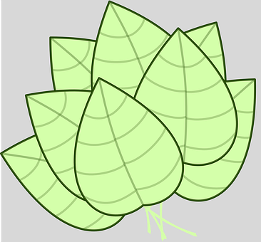 A Green Leafy Plant