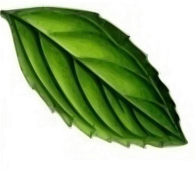 Leaf Png 385 X 340