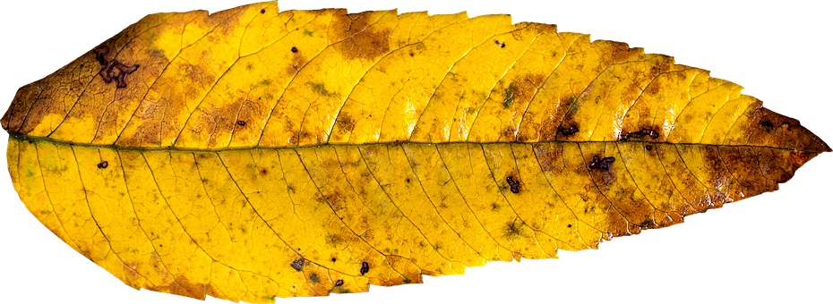 A Close Up Of A Yellow Leaf