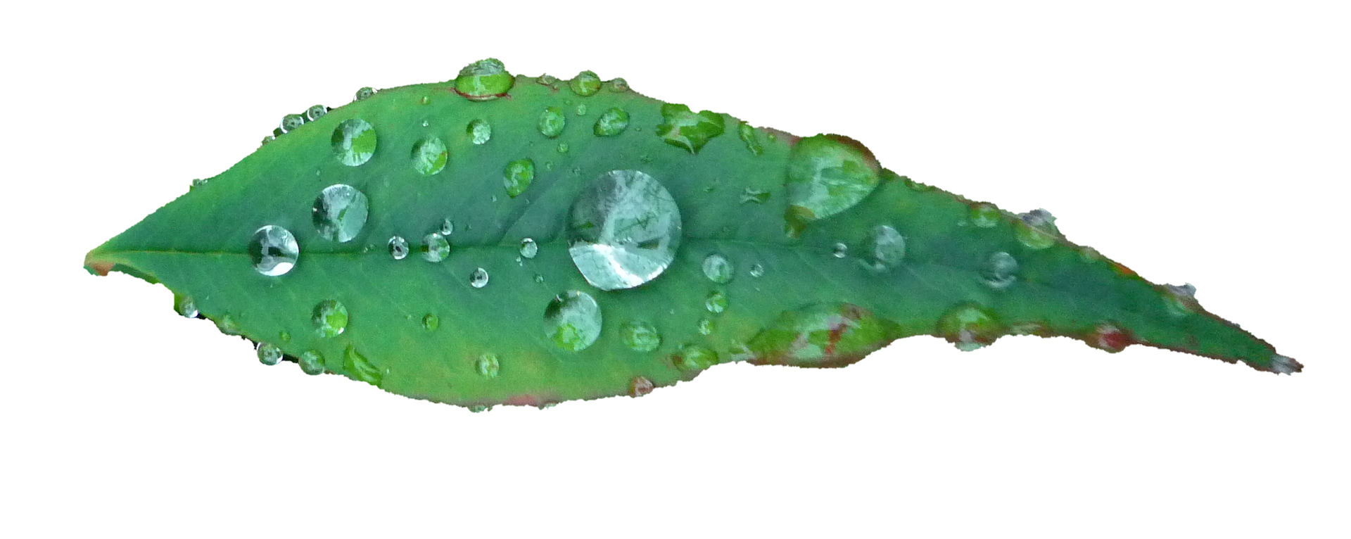 Leaf Png 1920 X 766