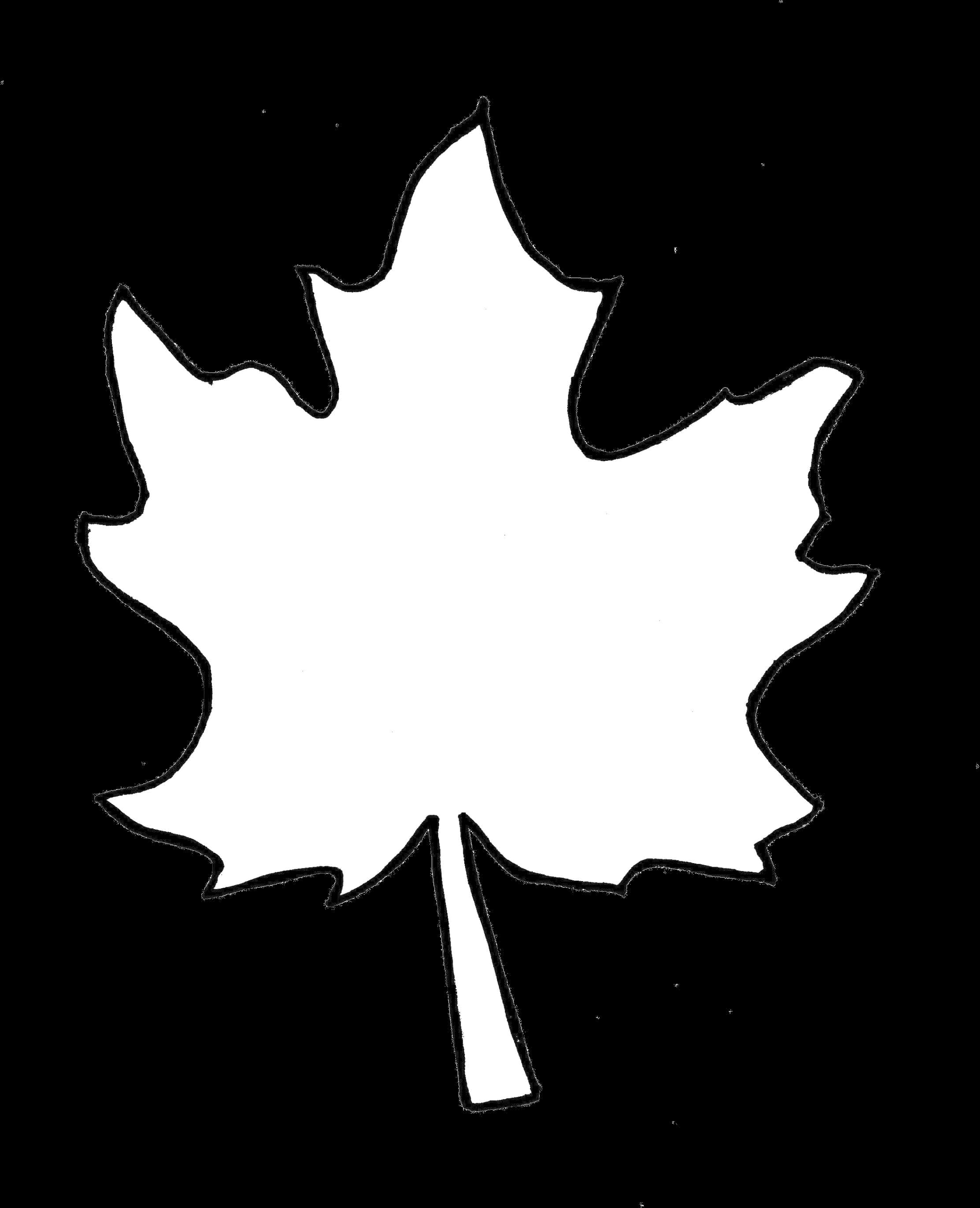 A White Leaf On A Black Background
