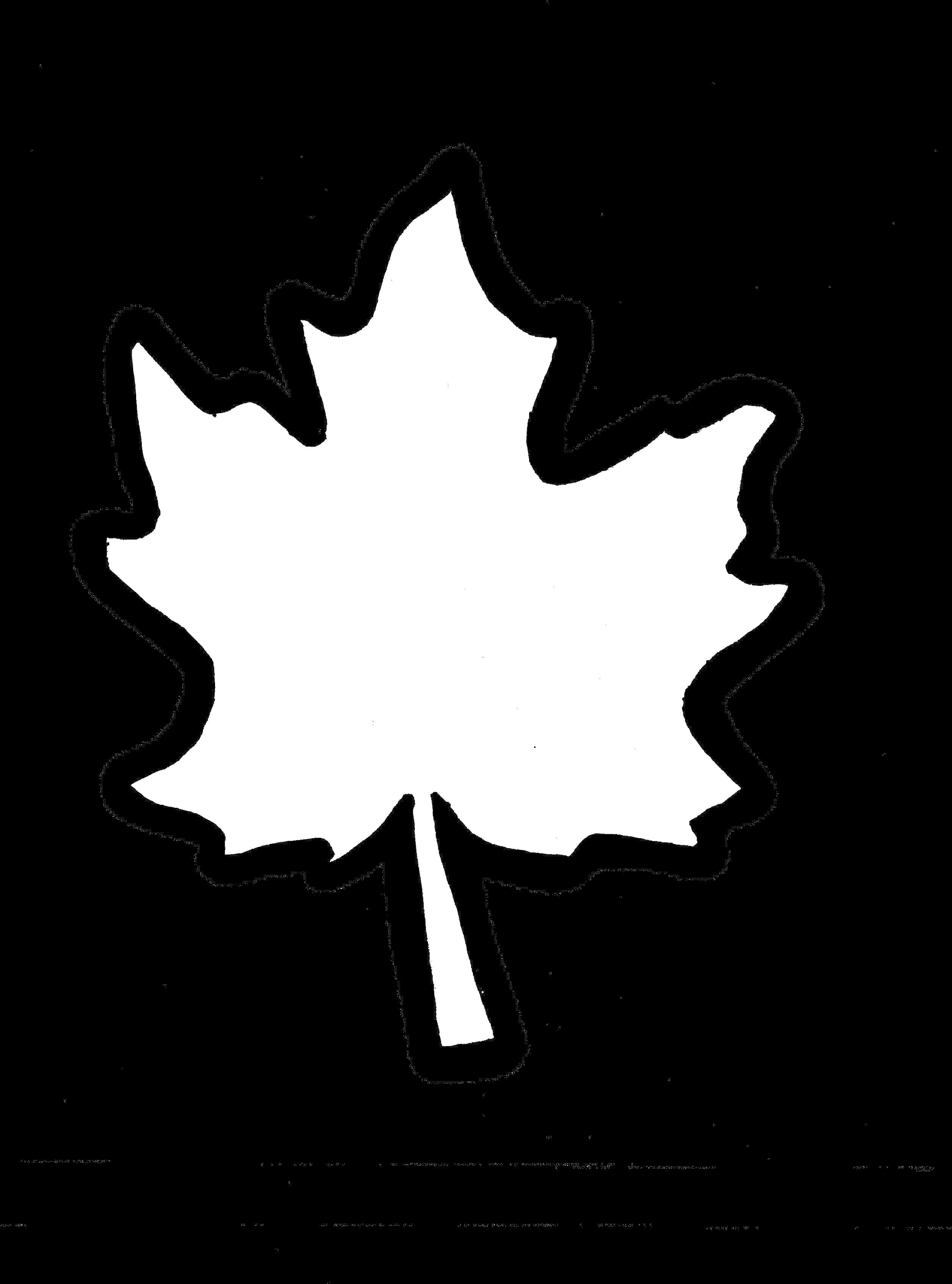 A White Leaf On A Black Background