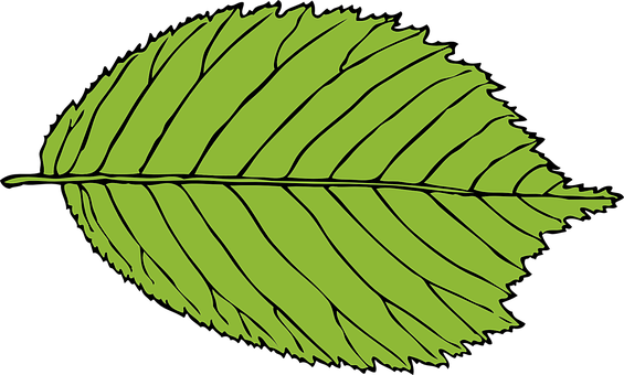 A Green Leaf With Black Background