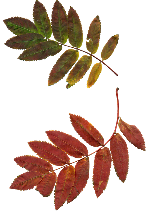 Leaves Png 503 X 720