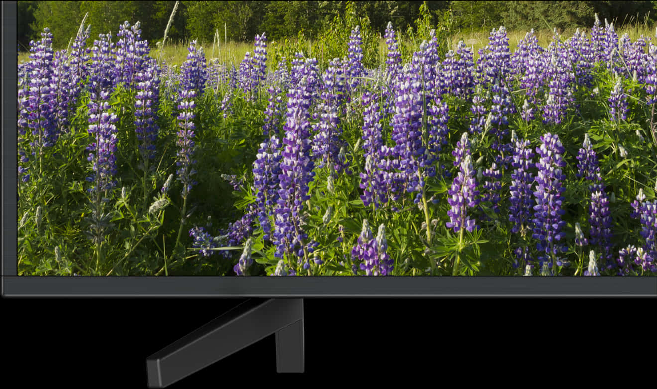 A Screen Shot Of A Field Of Purple Flowers