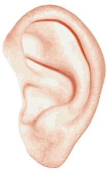 Close-up Of A Human Ear