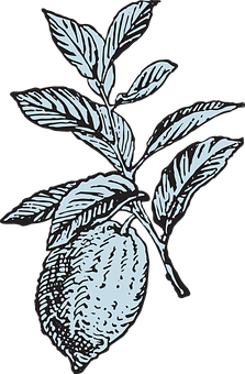 A Drawing Of A Lemon With Leaves
