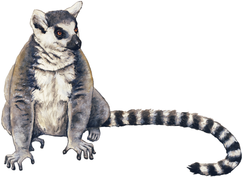 A Lemur With A Striped Tail
