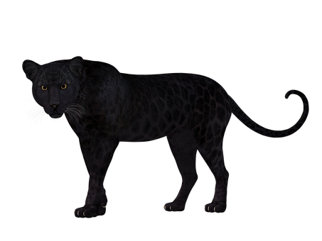 A Black Panther With Yellow Eyes