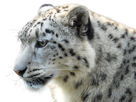 A White Leopard With Black Spots