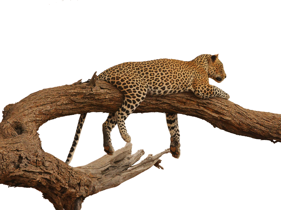 A Leopard Lying On A Tree Branch