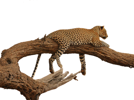 A Leopard Lying On A Tree Branch