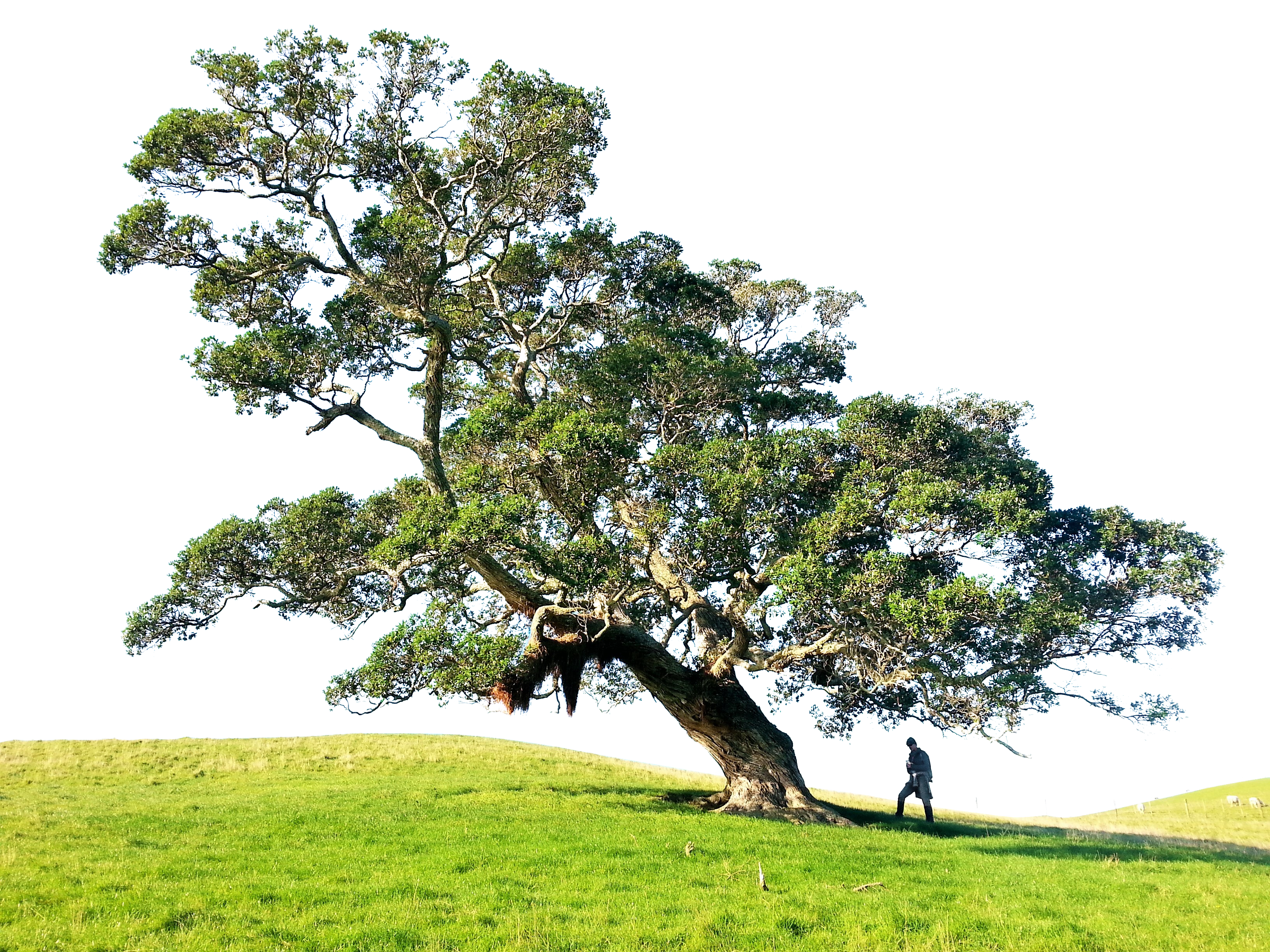 A Tree In A Grassy Field