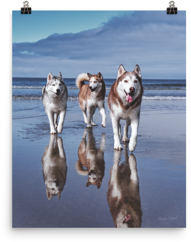 Life's A Beach Poster - Husky Squad, Hd Png Download