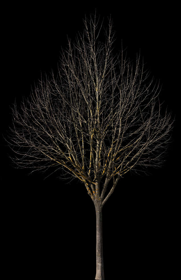 Lifeless Tree