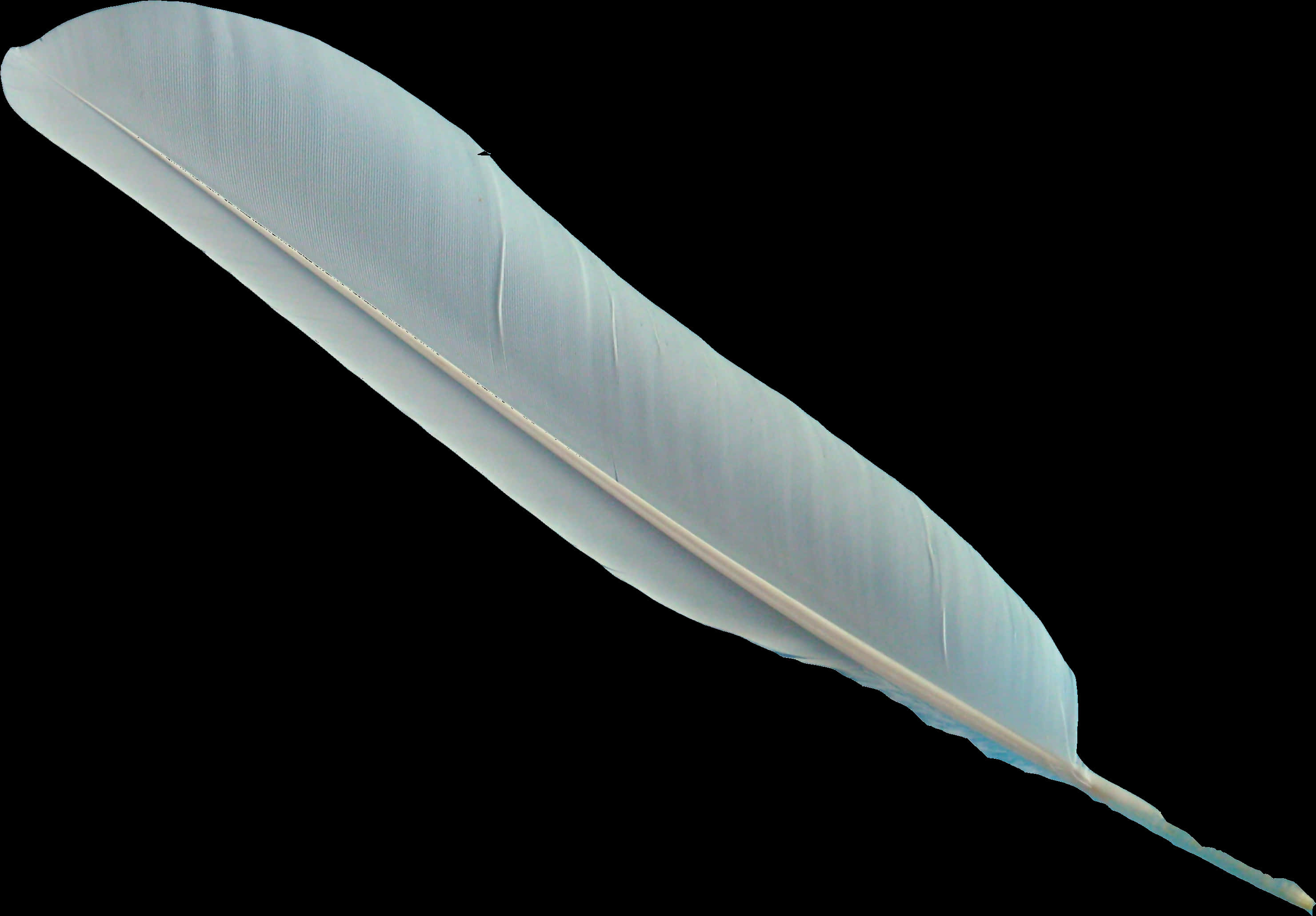Light Blue Bird Feather