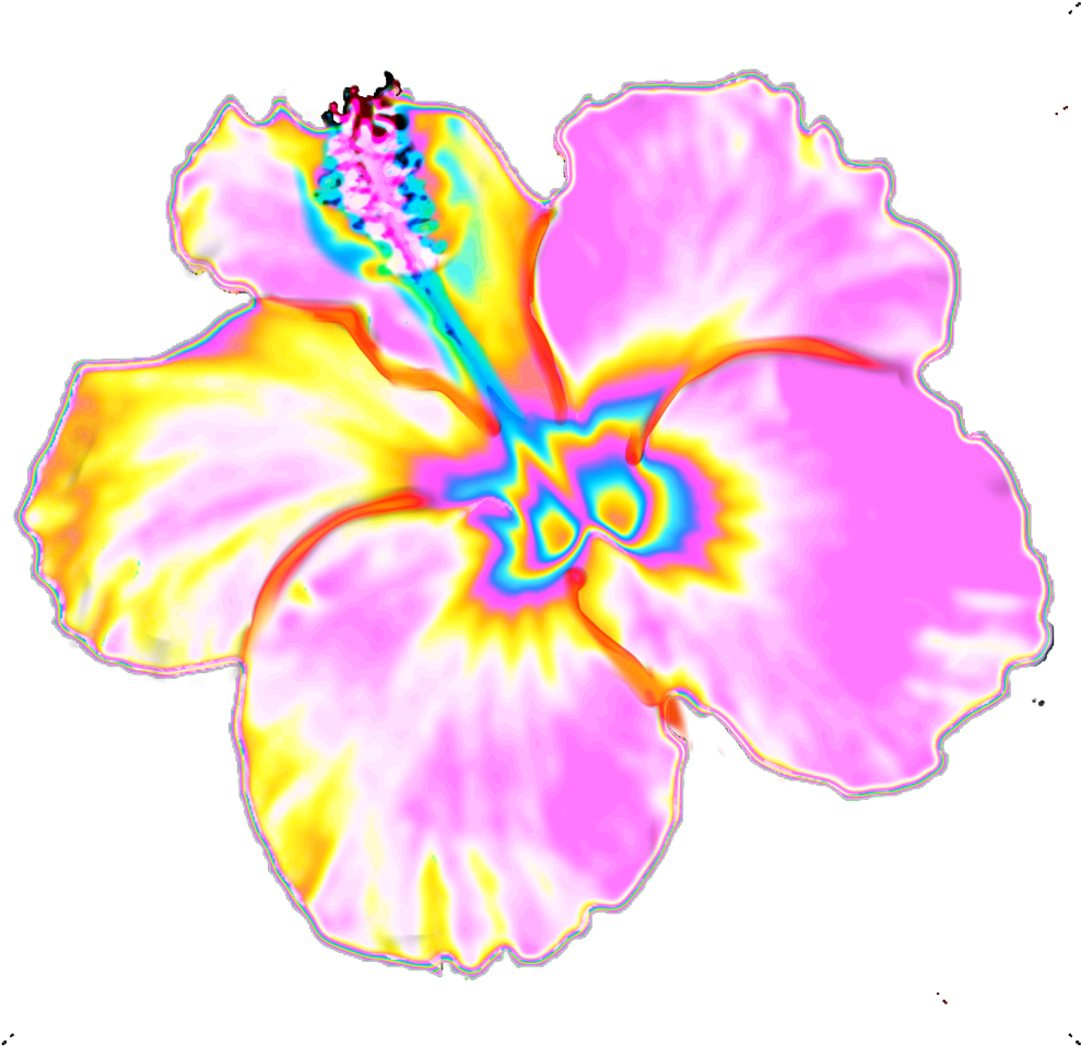 A Colorful Flower With A Black Background