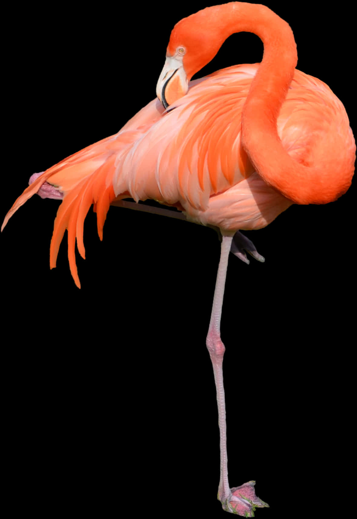 A Flamingo With A Black Background