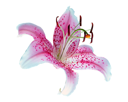 A Pink And White Flower